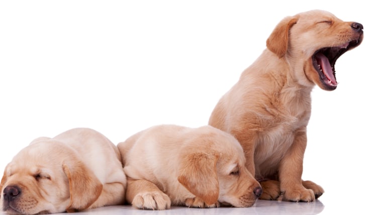 labrador retreiver puppy, sleepy