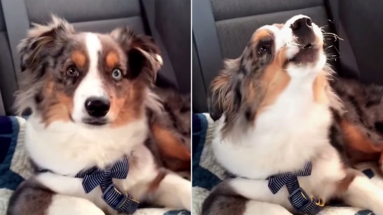 Image: Puppy howls along with \"Let It Go\"