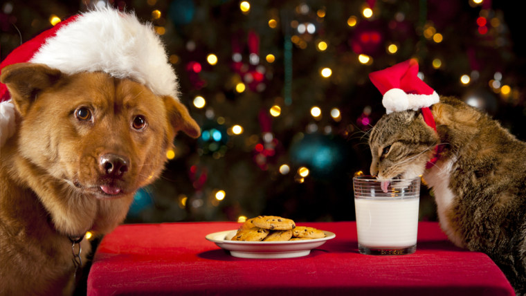 Cat and Dog eating and drinking Santa's cookies and milk.; Shutterstock ID 94887574; PO: today.com