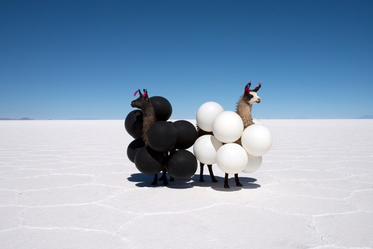 A pair of llamas wear black and white balloons in the salt flats of Bolivia. Part of Malin's “Far Far Away” series.