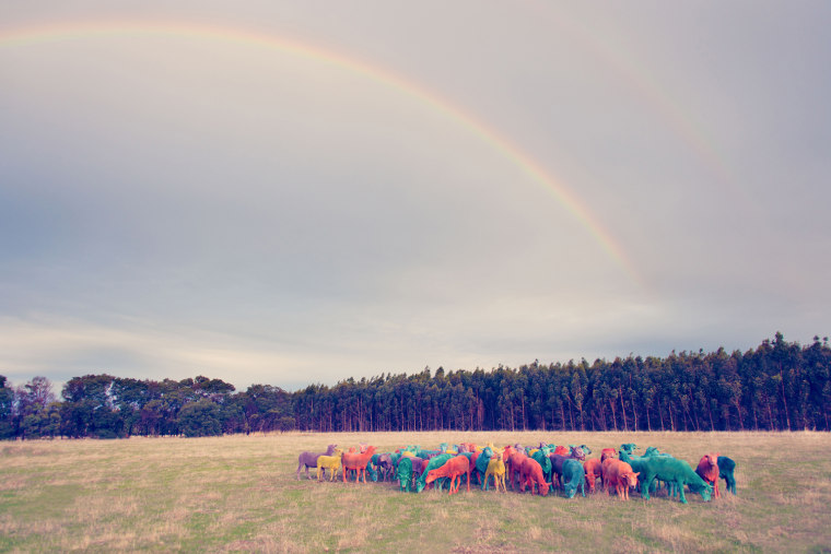 Image: Rainbow sheep