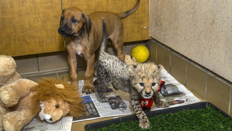 The San Diego Zoo Safari Park’s 7-week-old cheetah cub Ruuxa is getting to know his new dog companion as the two continue to bond and spend time at th...