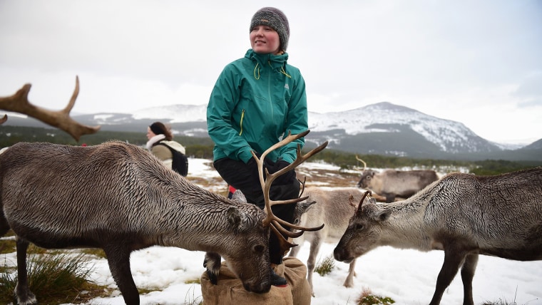 IMAGE: A woman herds her reindeer
