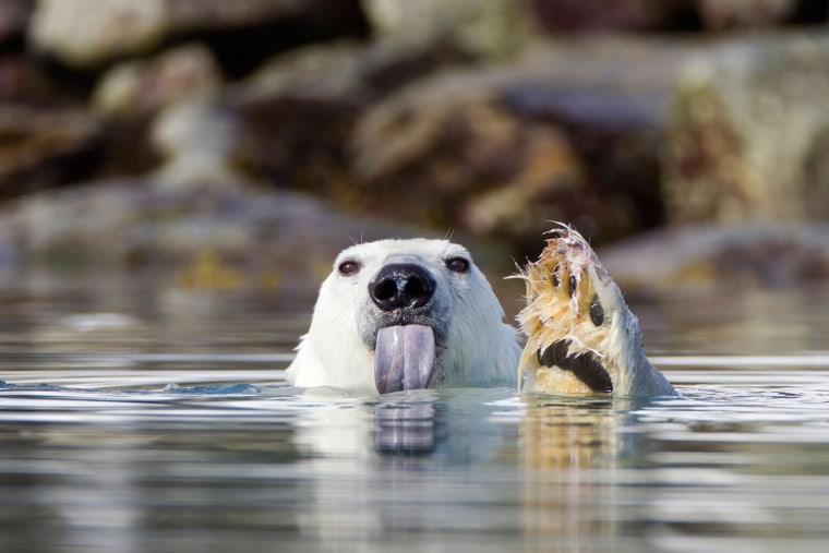 IMAGE: A polar bear sticks out its tongue