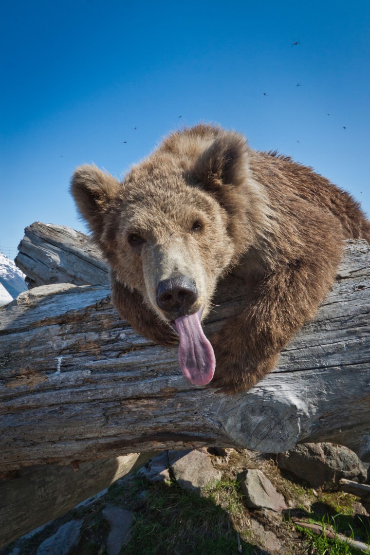 IMAGE: A Kodiak Brown bear leans across a log with her tongue sticking out