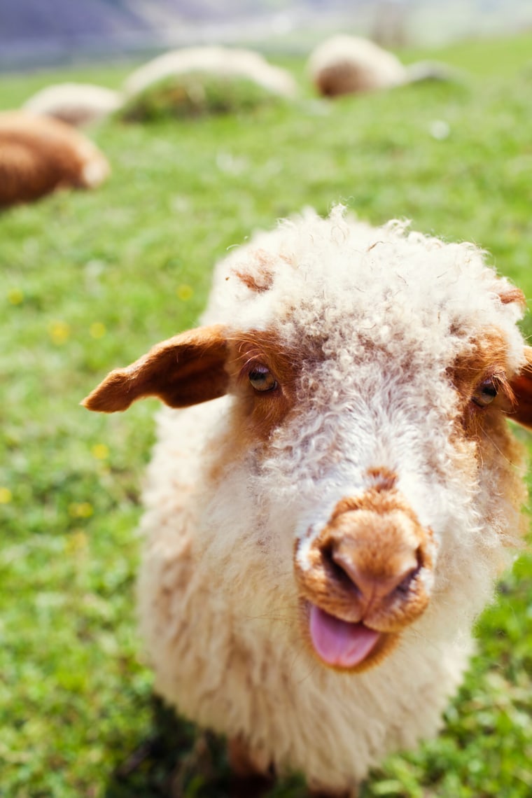 IMAGE: Funny sheep sticking out tongue in green meadow