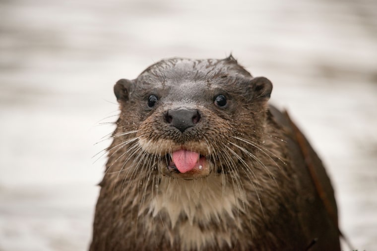 IMAGE: Otter with tongue sticking out