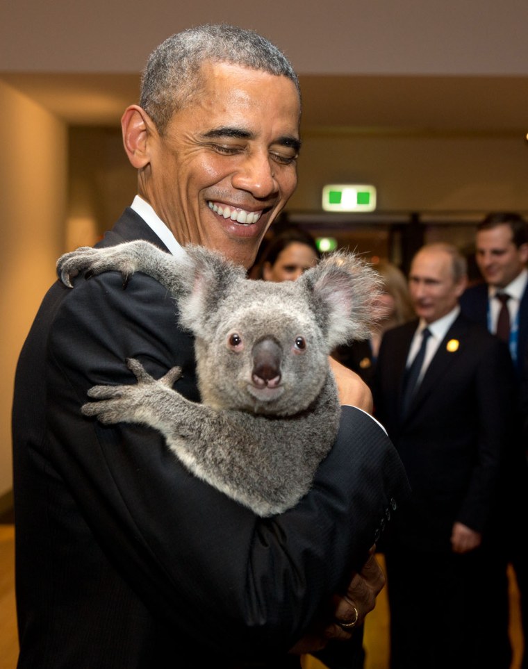 Nov. 15, 2014
\"The President holds a koala backstage prior to the G20 Welcome to Country Ceremony at the Brisbane Convention and Exhibition Center in ...