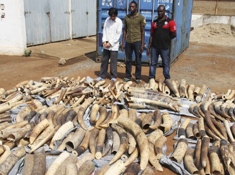 A Vietnamese man identified as Huu Dinh Khao, left, and two Togolese men stand next to a haul of ivory tusks after being seized by security forces at the port of Lome January 28, 2014. The three men were arrested by Togolese security forces who seized 1.6 tonnes of ivory, found in a container and ready to be shipped to Vietnam. REUTERS/Noel Kokou Tadegnon (TOGO - Tags: CRIME LAW ANIMALS)