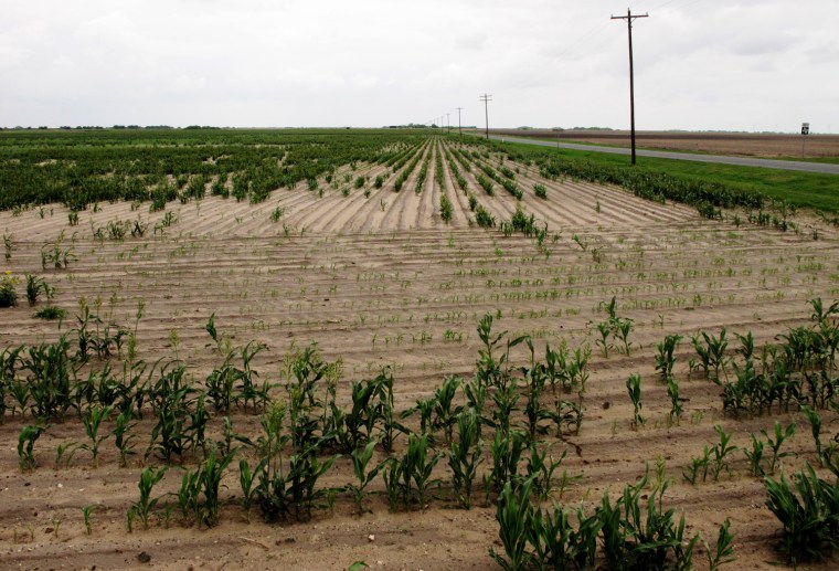 Drought, blamed on the La Nina weather pattern, has caused fields of grain sorghum like this one, photographed on May 14, 2013 in Lyford, Texas, to grow unevenly and in some places not at all.