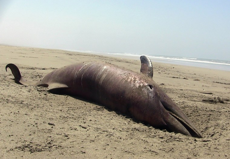 A dolphin carcass lies on the beach at Puerto Eten in Peru, Saturday.