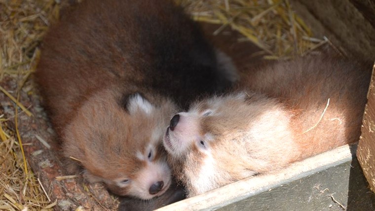 Auckland Zoo's baby red panda twins cuddle in their nest box.
