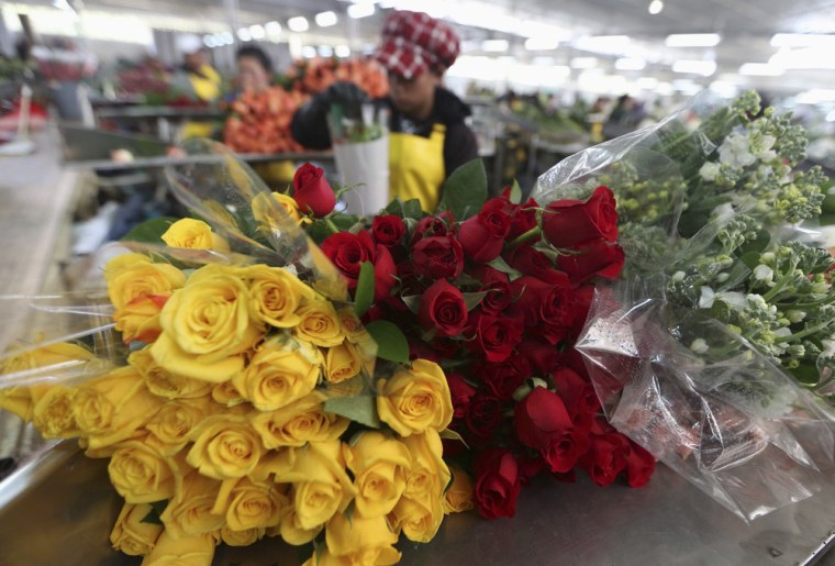 The ever-popular rose can prove quite pricey for Valentine's Day, so consider your options before ordering. Here, Colombian growers select roses for export in a farm in Facatativa on Jan. 31, 2014.