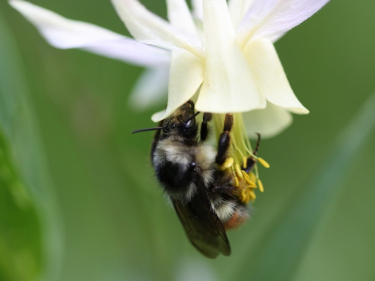 Image: Bumblebee