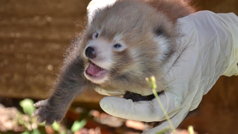 One of the red panda twins at the Auckland Zoo smiles for the camera.