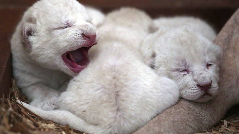 Newborn white lion cubs, which were born between Jan. 28 and 29, lie in a private zoo in Borysew near Lodz, Poland on Feb. 1.
