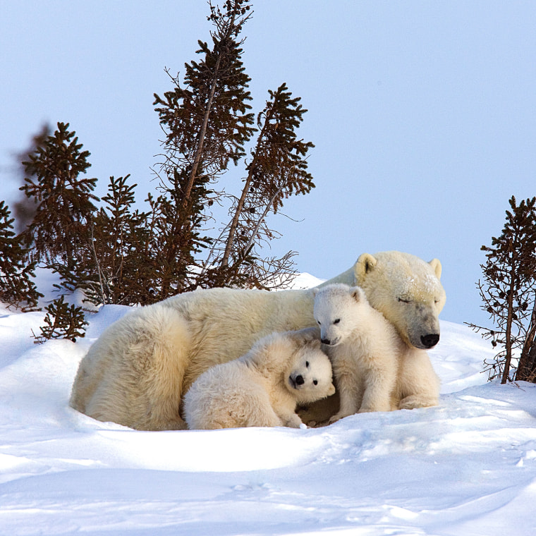 A family of polar pears cuddle up in Canada.