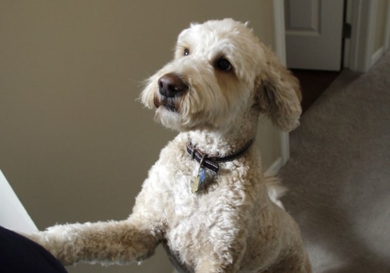 A 3-year-old Labradoodle jumps on his owner.