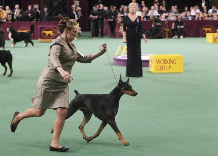 In this Feb. 14, 2012, file photo, Veni Vidi Vici, a Doberman pinscher, competes in the working group, which she later won, during the 136th annual Westminster Kennel Club dog show in New York.