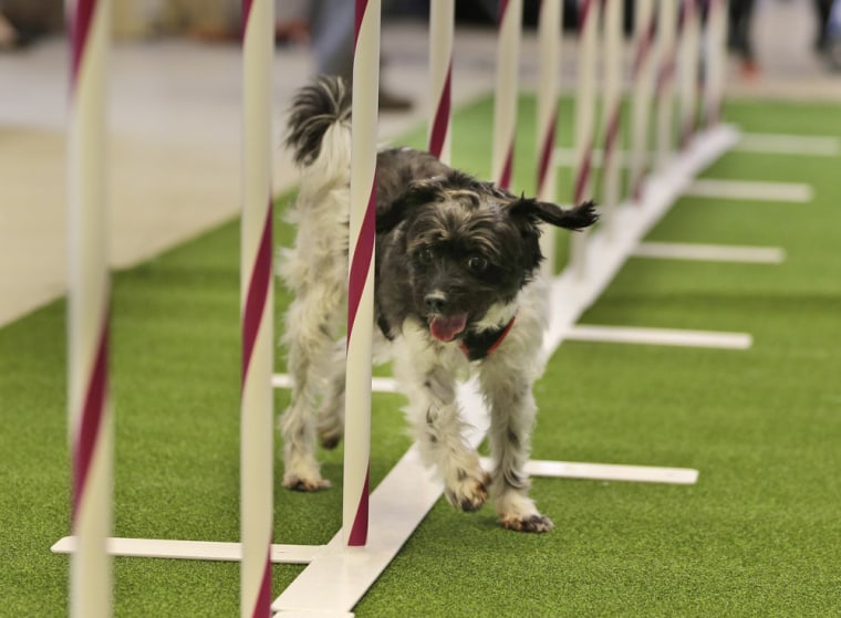 Alfie, a mixed breed, demonstrates his mastery of an agility test during a news conference in New York, Jan. 15, 2014. For the first time ever, the Westminster Dog Show will include an agility competition, open to mixed breeds, or \"all-American\" dogs, as well as purebred dogs.