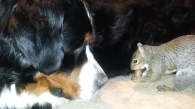 A squirrel tries to hide a nut in a Bernese mountain dog's fur coat.