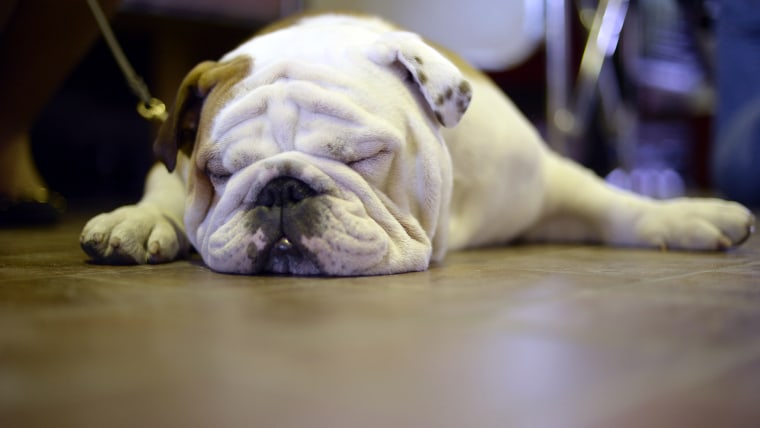 A bulldog tries to nap at the 138th Annual Westminster Kennel Club Dog Show .