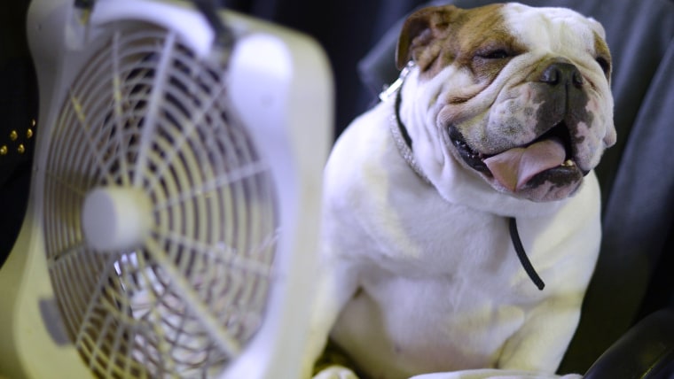 A bulldog cools off with a fan in the benching area at the 138th Annual Westminster Kennel Club Dog Show.