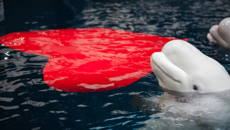 Beluga whale