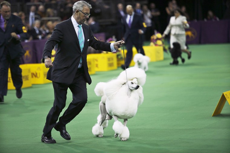 Ally, a standard poodle, runs with its handler after winning the non-sporting group during the 2014 Westminster Kennel Club Dog Show in New York.