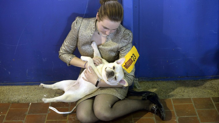 Amanda Mcallister and Laurel the French Bulldog play in the benching area at Pier 92 and 94 in New York City  for the first day of competition at the ...