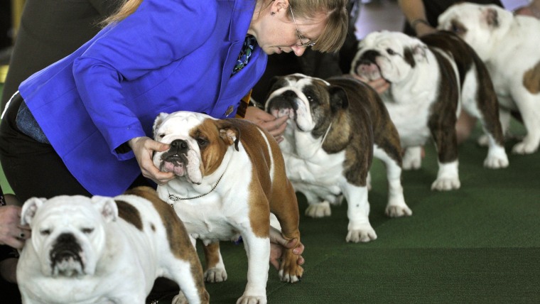 Bulldogs line up in the judging ring for the first day of competition at the 138th Annual Westminster Kennel Club Dog Show.