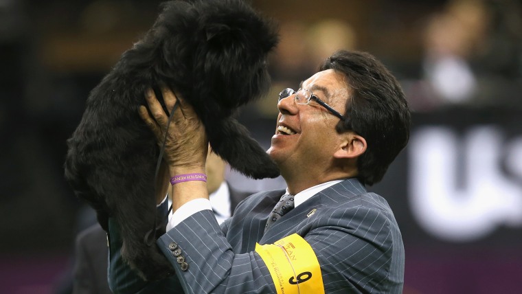 Dog handler Ernesto Lara hoists Banana Joe into the air after the affenpincher won Best in Show at last year's Westminster Kennel Club Dog Show.