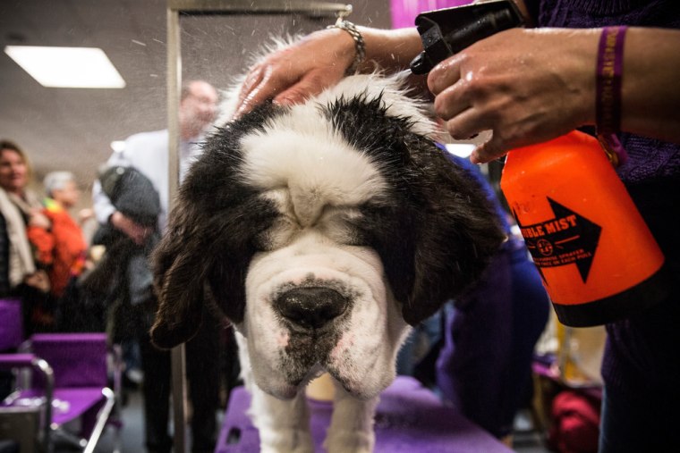 A Saint Bernard is cooled off with a water bottle prior to competing in the Westminster Dog Show on February 11, 2014 in New York City.