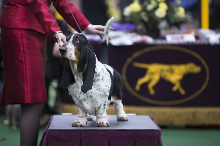 A Basset Hound is presented in the competition ring during the Westminster Kennel Club dog show, Monday, Feb. 10, 2014, in New York. (AP Photo/John Mi...