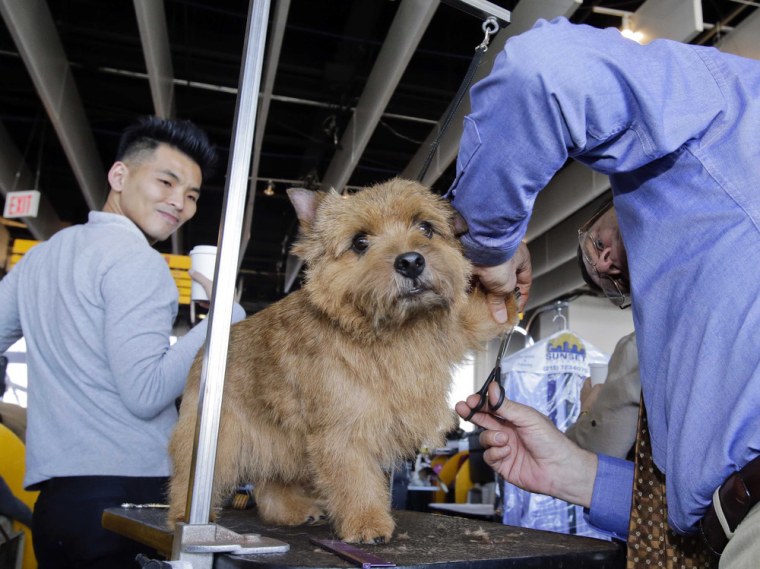 Appollo, a Norwich Terrier, reacts as he gets a final trim form Gary Trexler, of Sacramento, California, prior to competing during the 138th Westminst...