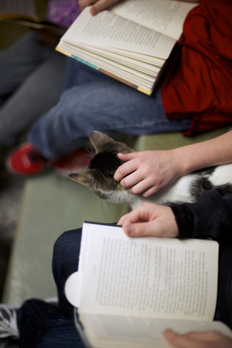 Seth Wiggins and Ethan Wiggins read to \"Tyler,\" a cat up for adoption, as part of \"The Book Buddies Program\" at the Animal Rescue League of Berks Coun...