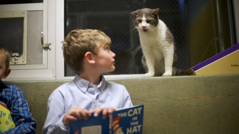 Samuel Trego, left, and Ben Spiri read to Stewart, a cat up for adoption, during the Book Buddies program at the Animal Rescue League of Berks County in Birdsboro, Pa., on Feb. 11.