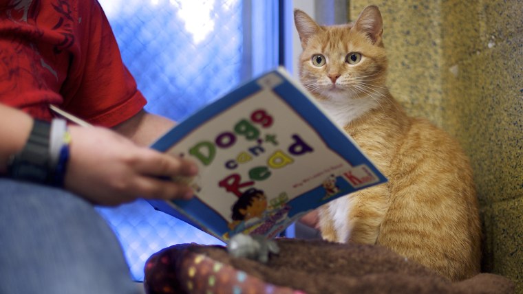Desmond Allen reads to \"Ginger,\" a cat up for adoption, during \"The Book Buddies Program\" at the Animal Rescue League of Berks County in Birdsboro, Pe...