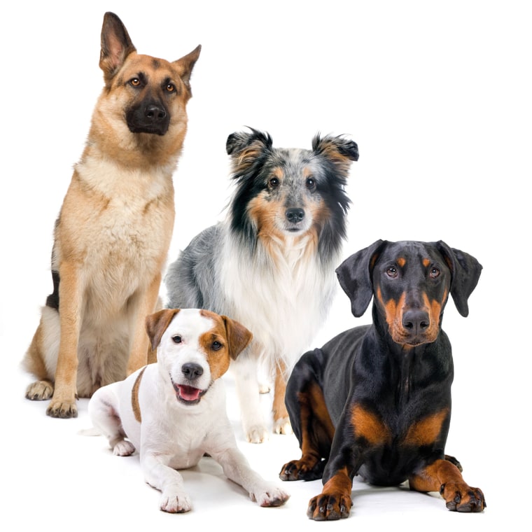 Some dog breeds are more susceptible to OCD.