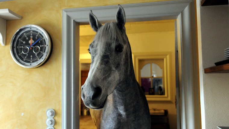 Arabian horse Nasar stands in the kitchen of an old farm house in Holt, northern Germany on Feb. 10. The owner of the horse, medical doctor Stephanie Arndt, took the three-year-old inside the house while hurricane "Xaver" swept over the region. 