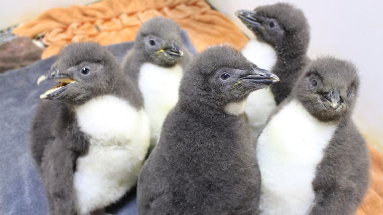 Five baby penguins at the Omaha Zoo.