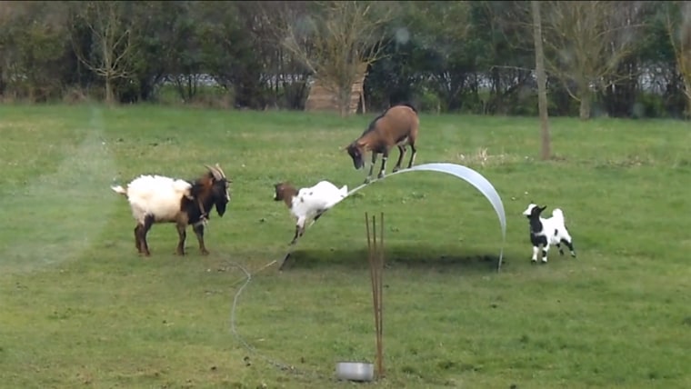 Goats display impressive balancing skills in a viral video posted this week.