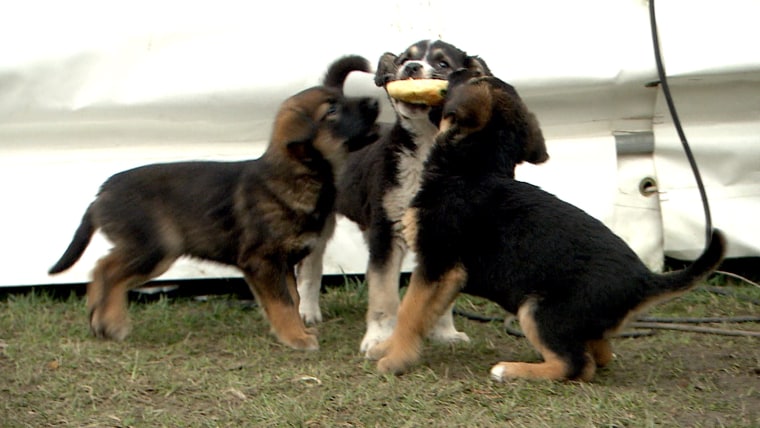 Gus Kenworthy hopes to adopt these puppies from Sochi