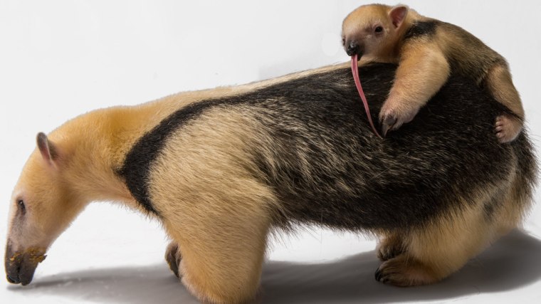 Baby anteater rides on the back of his mother.