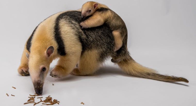 Two Adorable But Incredibly Defensive Tamanduas (Anteaters) Meet