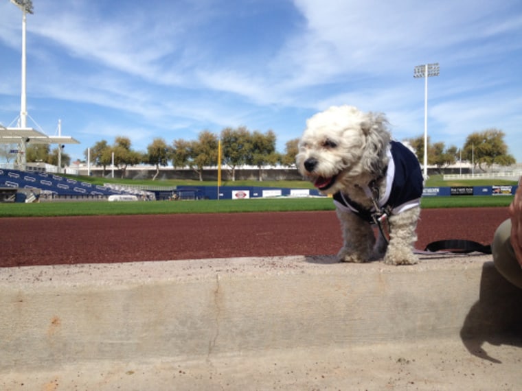 Hank, a stray dog who has become a part of the Milwaukee Brewers team, overlooks the baseball field during spring training.