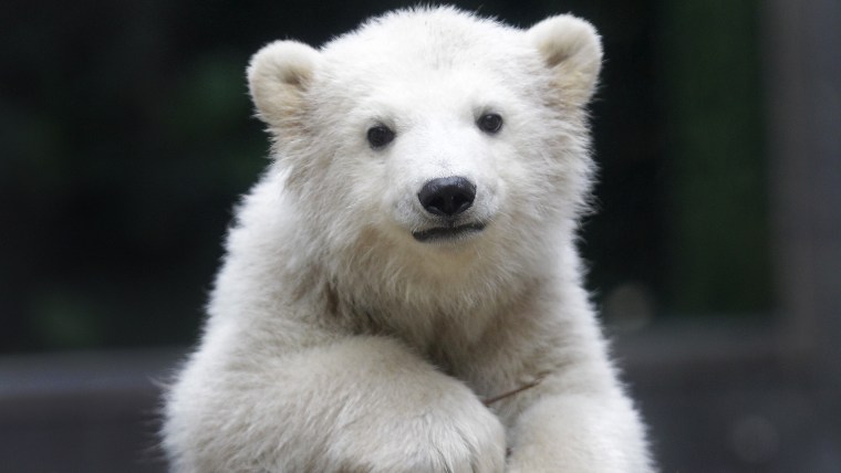 Polar bear cub Anori explores the outdoor enclosure at the zoo in Wuppertal, Germany, on Monday, April 23, 2012. Anori was born on January 4 and is be...