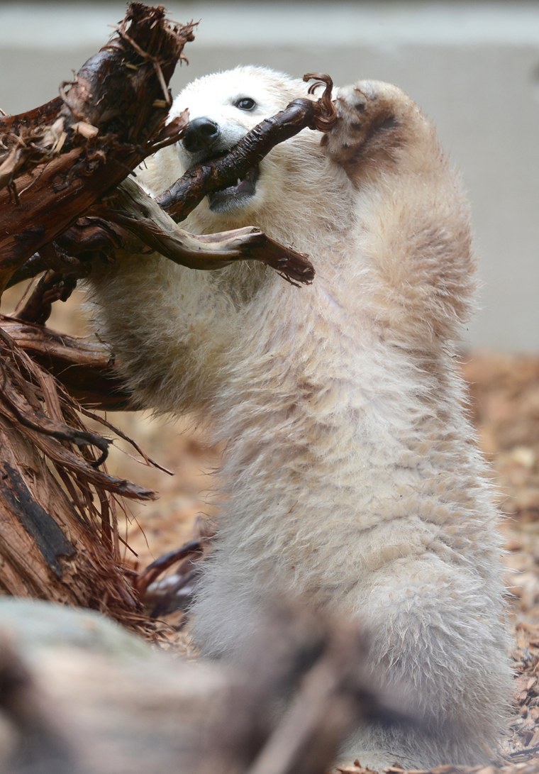 Baby polar bear Anori nibbles a piece of wood as she explores her enclosure at the zoo in Wuppertal, western Germany, on April 19, 2012. Anori was bor...