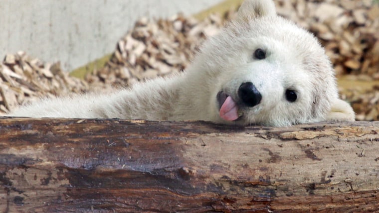 Baby polar bear Anori sticks out her tongue in her enclosure at the zoo in Wuppertal, western Germany, on April 23, 2012. Anori was born on January 4,...