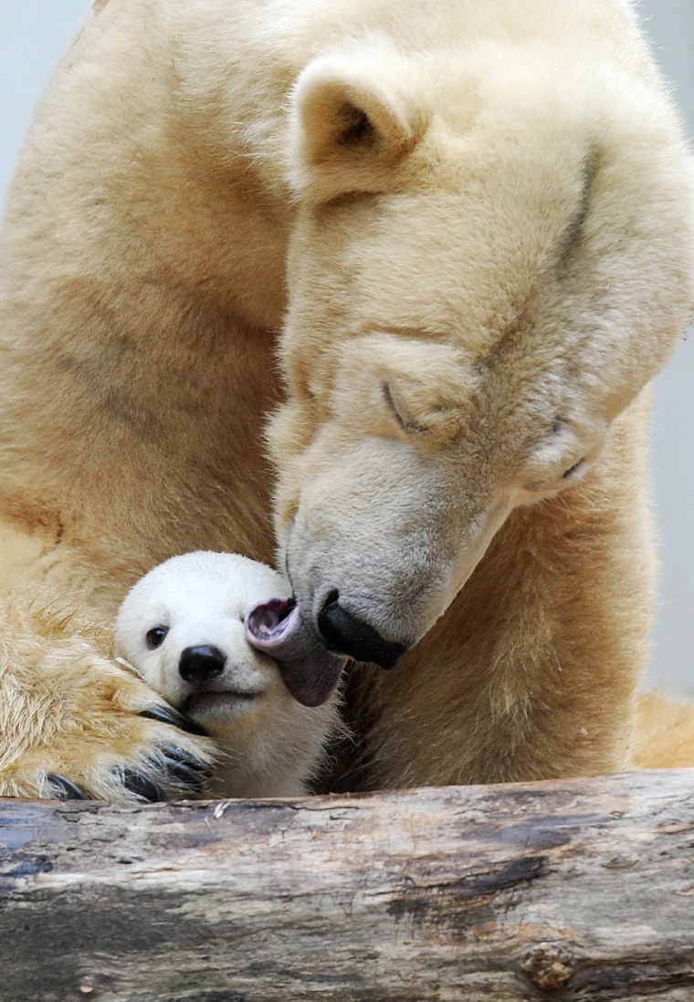 Polar bear mother Vilma (L), cuddles with his cub Anori at the open-air enclosure at the zoo in Wuppertal, western Germany, on March 29, 2012. Anori w...